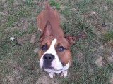 À la recherche d’une famille : chien marron et blanc