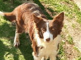 Chienne Border Collie rouge et blanche LOF à acheter