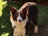 Chienne Border Collie rouge et blanche LOF à acheter