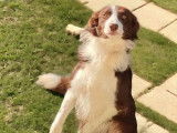 Chienne Border Collie rouge et blanche LOF à acheter
