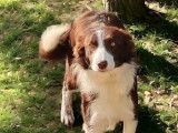 Chienne Border Collie rouge et blanche LOF à acheter
