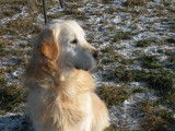 Chien Golden Retriever LOF sable de 10 ans disponible à l'achat