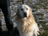 Chien Golden Retriever LOF sable de 10 ans disponible à l'achat