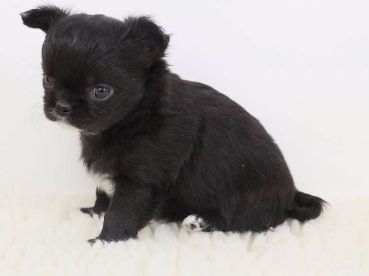 2 chiots Chihuahuas noirs LOF à vendre