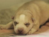 Chiot femelle Husky Sibérien LOF fauve à réserver