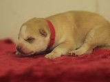 Chiot femelle Husky Sibérien LOF fauve à réserver