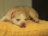 Chiot femelle Husky Sibérien LOF fauve à réserver