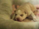 Chiot femelle Husky Sibérien LOF fauve à réserver