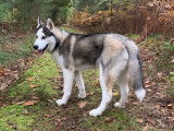 Mâle Husky Sibérien LOF recherche femelle pour saillie