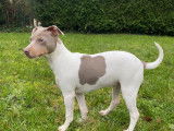 Exceptionnel mâle Terrier Brésilien disponible pour saillie