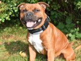 Mâle Staffordshire Bull Terrier disponible pour saillie