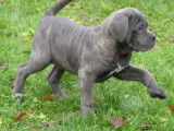 4 chiots Cane Corso LOF disponibles à la vente