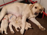 À réserver : 3 chiots Labrador Retrievers LOF sable