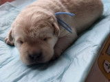 À réserver : 3 chiots Labrador Retrievers LOF sable
