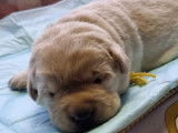 À réserver : 3 chiots Labrador Retrievers LOF sable