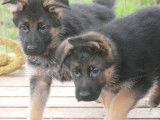 3 chiots Bergers Allemand femelles à acheter (LOF)