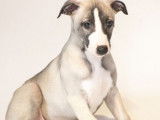 2 chiots Whippets disponibles à l’achat (LOF)