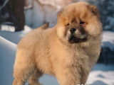Des chiots Chow Chow à la vente (LOF)