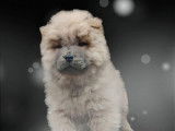 Des chiots Chow Chow à la vente (LOF)