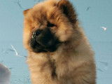 Des chiots Chow Chow à la vente (LOF)