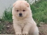Des chiots Chow Chow à la vente (LOF)