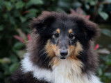 Chiot mâle Berger des Shetland tricolore LOF à vendre