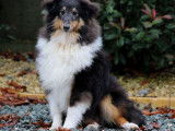 Chiot mâle Berger des Shetland tricolore LOF à vendre