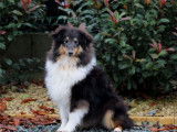 Chiot mâle Berger des Shetland tricolore LOF à vendre