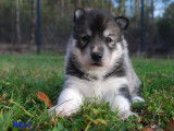 4 chiots Huskies de Sibérie à réserver (LOF)