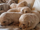 12 chiots Golden Retrievers LOF à réserver