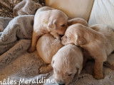12 chiots Golden Retrievers LOF à réserver