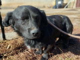 Chien noir à adopter