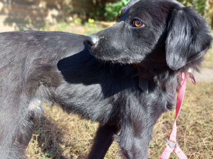 Chien noir disponible à l'adoption