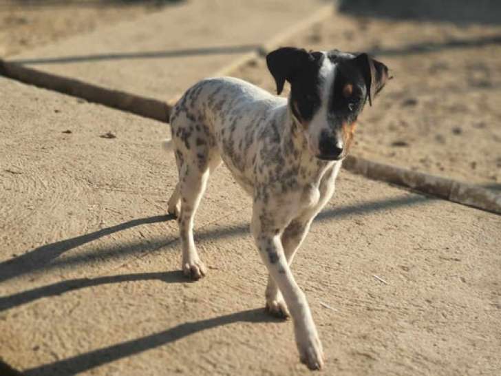 Disponible à l'adoption, chienne d'un an