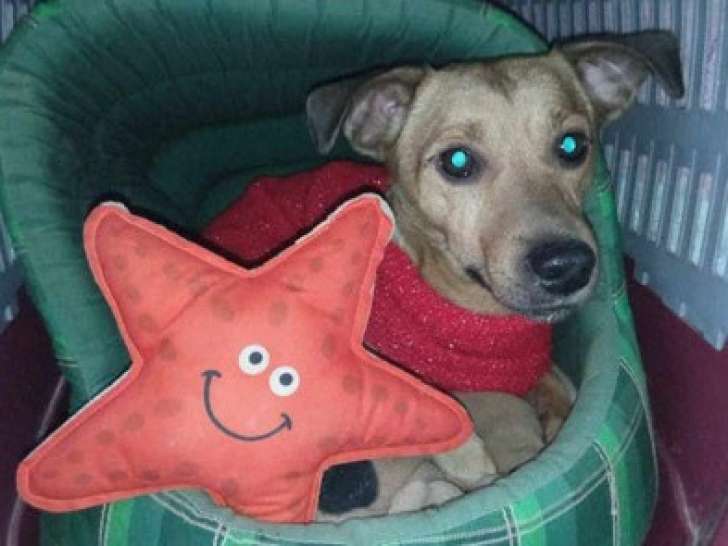 À adopter, chien beige