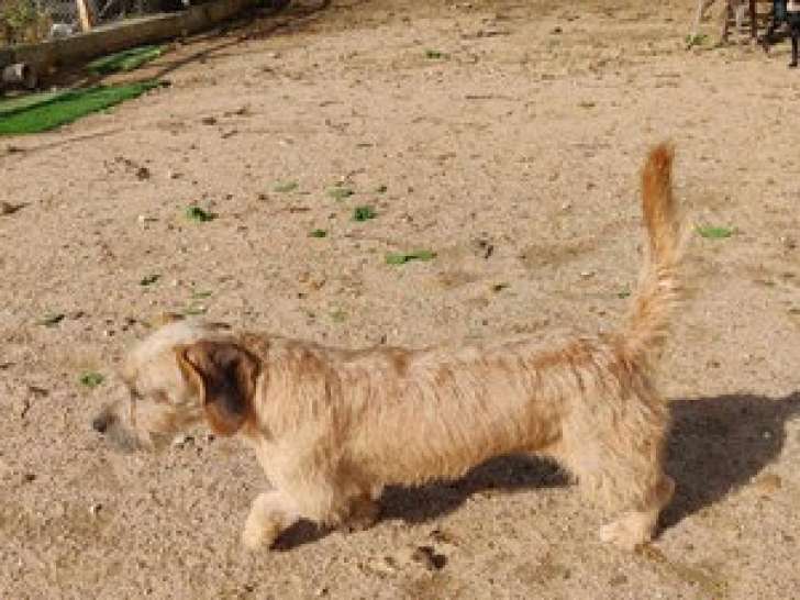 Chienne sable en quête d'une famille