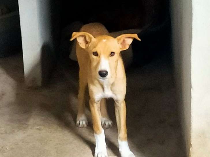 En quête d'un foyer, chiot mâle beige