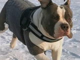 Mâle American Bully disponible pour saillie