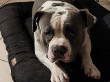 Mâle American Bully disponible pour saillie