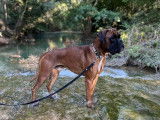 Mâle Boxer disponible pour saillie