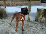 Mâle Boxer disponible pour saillie
