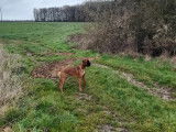 Mâle Boxer disponible pour saillie