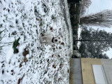 Mâle Jack Russell disponible pour saillie