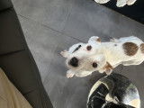 Mâle Jack Russell disponible pour saillie