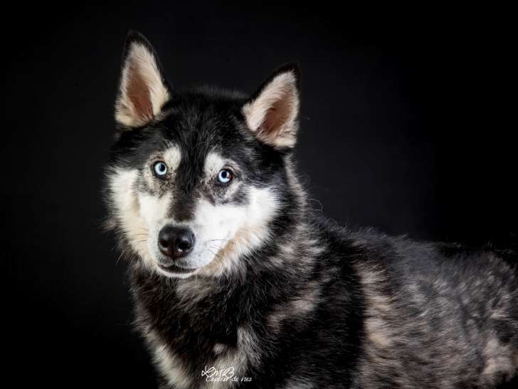 Boubou, jeune Husky Sibérien à adopter