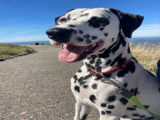 Femelle Dalmatien disponible pour saillie