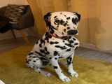 Femelle Dalmatien disponible pour saillie