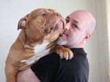 Mâle American Bully pocket exotique disponible pour saillie