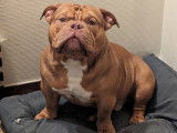 Mâle American Bully pocket exotique disponible pour saillie