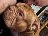 Mâle American Bully pocket exotique disponible pour saillie